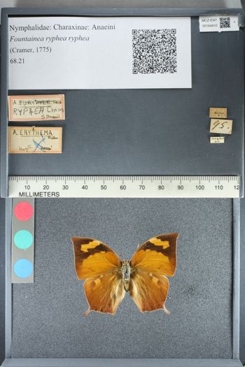 Media type: image;   Entomology 164410